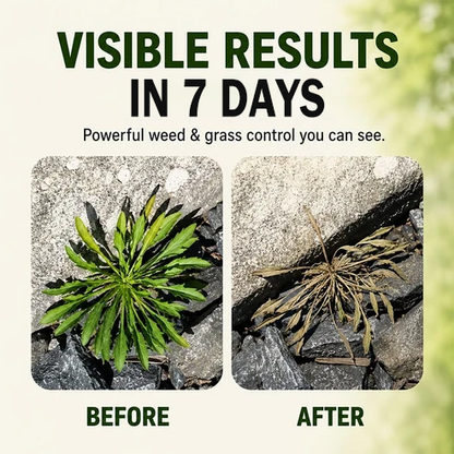 🔥Last Day Promotion 50% OFF🔥2026 Fast-Acting Natural Weed & Grass Killer Spray