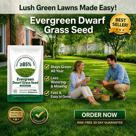 🔥Last Day Promotion 49% OFF🔥💚2026 Evergreen Dwarf Grass Seed for Four Seasons| Durable, Vibrant Green All Year